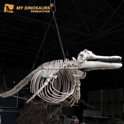 China Museum My Dino Life Size Fiberglass Animal Skeleton Model for sale