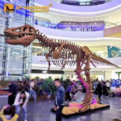 China Attraction and Exhibit MY DINO Zigong Dinosaur Fossils Large Skeleton Dinosaur Fossil For Sale for sale