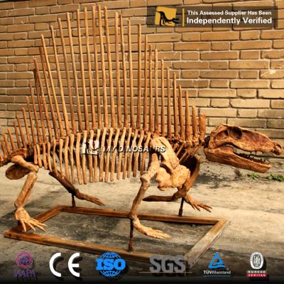 China Decorations for Outdoor or Indoor Parks My Jurassic Dino Dinosaur Fossil Museum Dinosaur Exhibit Dinanomodon Skeleton DS023 for sale