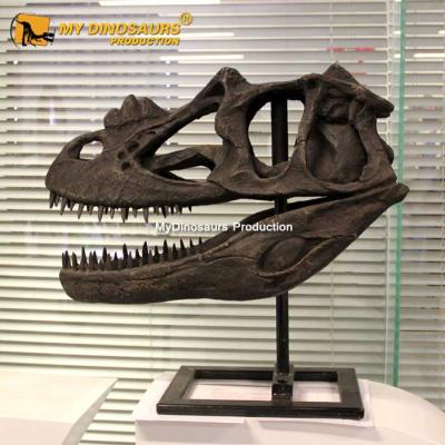 China Attraction and Exhibit for Museum MY Main Dino DS729 Dinosaur Skeleton Dinosaurs Fossil Museum for sale