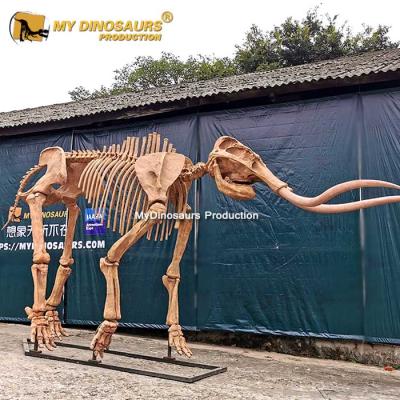 China Museum prehistoric gigantic animal skeletal model for sale for sale