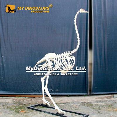 China Attraction and exhibition MY DINO high simulation animal life size ostrich skeleton AS-004 for sale for sale