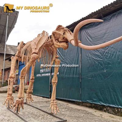 China Attraction and Exhibit MY DINO AS-024 Simulation Gigantic Ice Age Animals Skeleton for Sale for sale