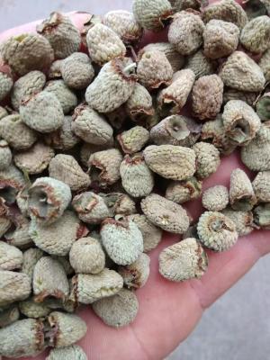 China Traditional Chinese Herb Raspberry (Fu Pen Zi) Dried and Raw Processing for Health Support from China for sale