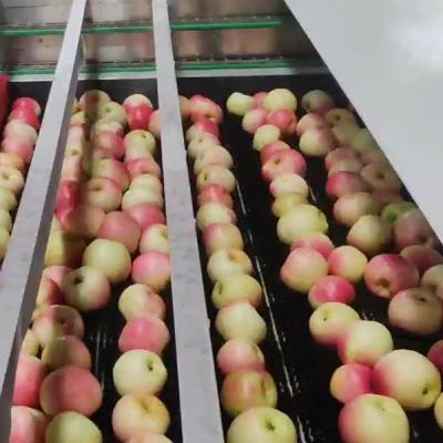 China Automatische appelsorteermachine 50 - 150 mm Voor het sorteren van grootte van fruit Te koop