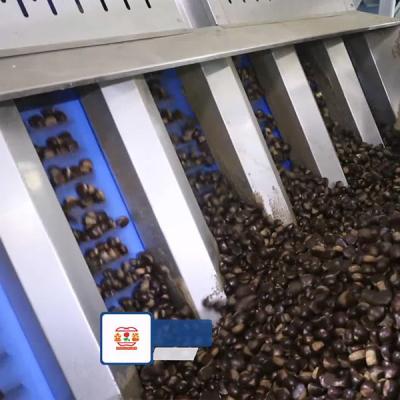 China 15 - 18 Chestnuts Nuts Sorting Machine High Capacity Enchaned Productivity Te koop