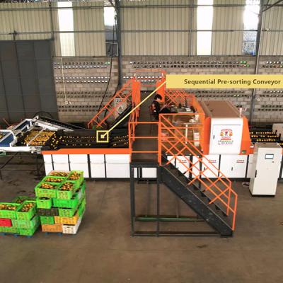 China Revolutionizing Orange Sorting Machine With AI Deep Learning Technology Te koop