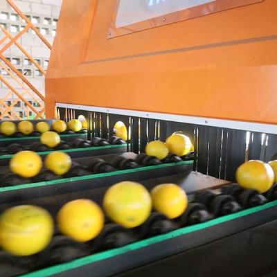 China High Output JGY Multi Lane Orange Sorting Machine Unleashing Efficiency Te koop