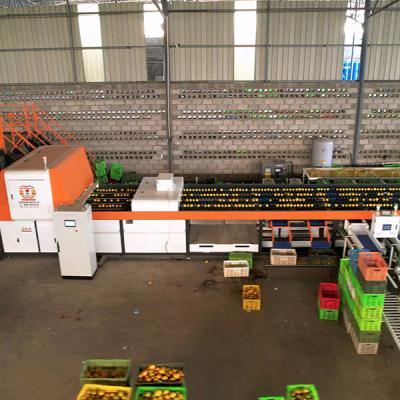 China Exclusive Tailored Orange Sorting Machine Feed And Discharge Exteral Inspection zu verkaufen