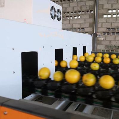 China Efficiency Redefined Orange Sorting Machine With AI Deep Learning Technology Te koop