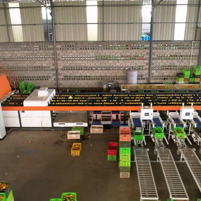 중국 Up To 12 Tons High Output Orange Sorting Machine With Multiple Lanes And Grading Discharge Ports 판매용