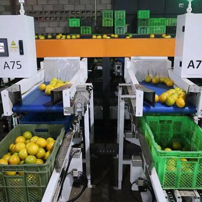 China SS304 Orange Sorting Machine Elevating Citrus Processing Labor Replacement Value Added zu verkaufen