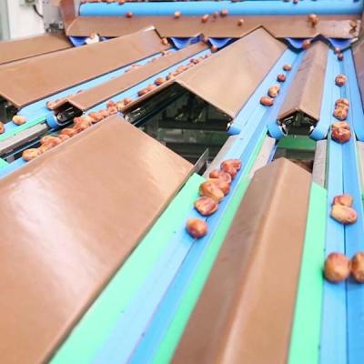 China Automated Inspection 2.0 Tons Per Hour 8-Lane Palm Dates Sorting Machine zu verkaufen