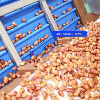 China External Defect Detection 1.4 Tons per Hour 6-Lane Palm Dates Sorting Machine zu verkaufen