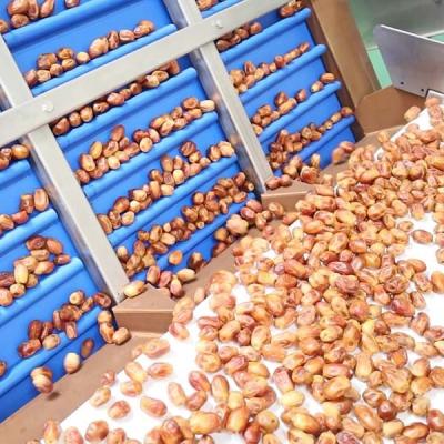 China Hardness And Softness Sorting 1.4 Tons Per Hour 6-Lane Palm Dates Sorting Machine zu verkaufen