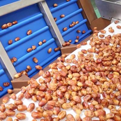 China Advanced 8-Lane Palm Dates Sorting Machine 2.0 Tons Per Hour With MD Certificates zu verkaufen