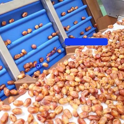 China Efficient 6-Lane Palm Dates Sorting Machine Defect Sorting 1.4 Tons per Hour zu verkaufen