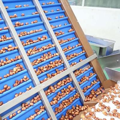 Chine Optimal Hardness and Softness Sorting 1.4 Tons Output 6-Lane Palm Dates Sorting Machine with CE MD Certificates à vendre