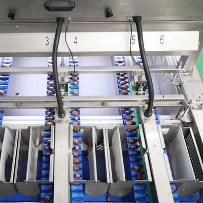 中国 2.0 Tons High-Capacity Defect Sorting 8-Lane Palm Dates Sorting Machine 販売のため