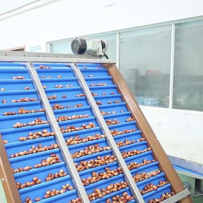 Chine High Accuracy Sorting 98% 6-Lane Palm Dates Sorting Machine With CE MD ISO9001 Certification à vendre