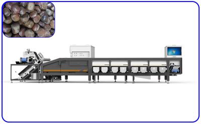 Китай Каналы сортировальной машины 16 земледелия каштанов умные для большой емкости продается