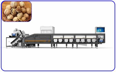 中国 12のチャネルのクルミの分類機械サイズの損傷の光学分類装置 販売のため