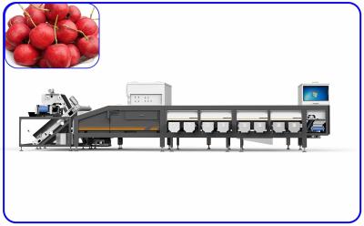 Китай Канал боярышника сортируя и сортируя оборудования 6.3KW быстрого хода 6 продается