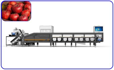 Китай Канал сортируя машины 7KW 8 дат боярышника красный 1 тонна в час продается
