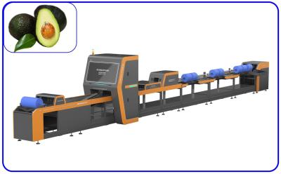 China Large Yield 50Hz Fruit Sorting Machine Intelligent Avocado Sorting Machine for sale