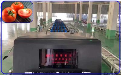 China Mechanical Vegetable Sorting Machine 50Hz Tomato Sorter Machine Customized for sale