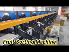 Intelligent Fruit Sorting Machine Single Channel High Output For Tangerine