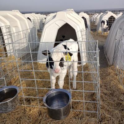 China Witte polyethyleen melkkalverhutten De essentiële uitrusting voor melkveehouderijen Te koop