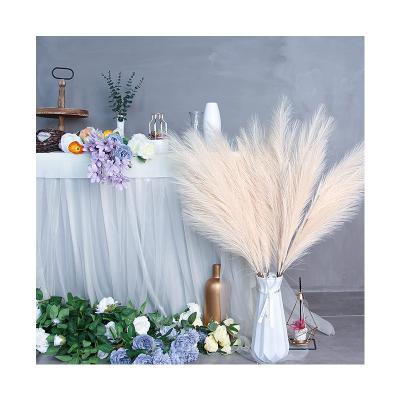 China Natural Dry Fluffy Pampas Grass Pampas Grass Wholesale Price Contact Flower Decorative Flowers Pampas Grass Natural Home Decor Weddings Large for sale