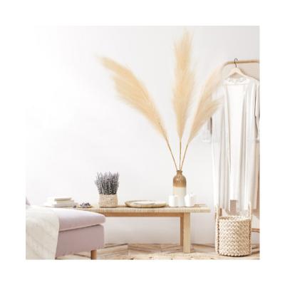 China Natural contact wholesale price dried natural decorative artificial tall pampas grass pampas flowers pampas for sale