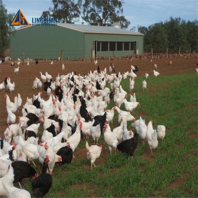 China Modern Low Cost Steel Structure Design Poultry Farm Shed For Steel Chicken House Manufacturing Building for sale