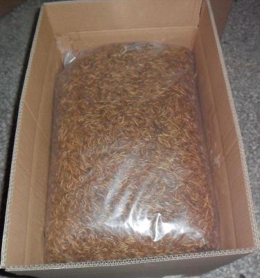 China Livestock Best Quality Dried Yellow Mealworm For Feeding In Dried Meal Per Bags 25kg Promotion Shrimp Sales for sale