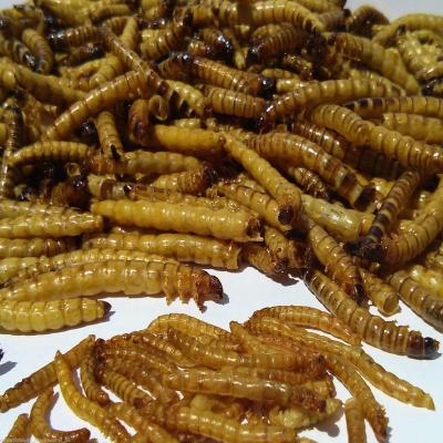 China Cattle Dried Mealworms for Poultry and Cattle Dried Bird Food Pet Food Bird Meal Pets Meal for sale