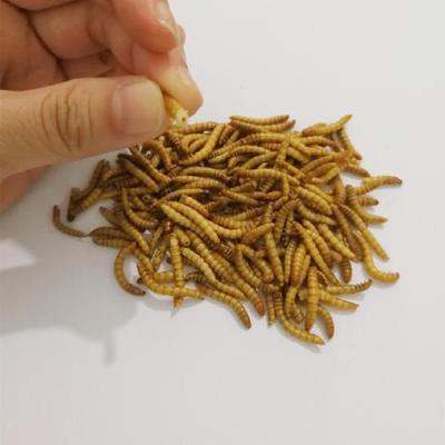 China Cattle Bear High-Nutrient Customized , High Protein Freeze Dried Mealworms For Birds for sale