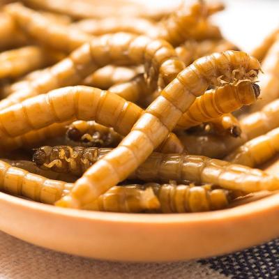 China Mealworm Tenebrio molitor Cattle Dried Fresh-Keeping High Protein Pet Food for sale