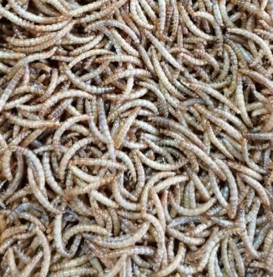 China Livestock Quality Dried Mealworms For Birds And Dried Pet Food Mealworm for sale