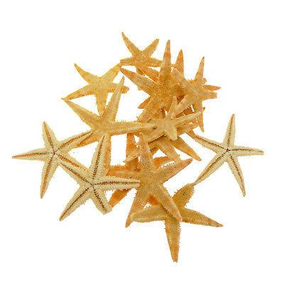 China 2020 Latest Fashion 0.5cm Luxury Tiny Natural Starfish | 2mm Ornaments Flat Nails Nautical Nail Art Decoration 200pcs for sale