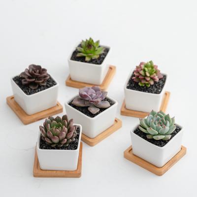 China CLASSIC Wholesale White Mini Cute Square Ceramic Flower Pots For Plants for sale