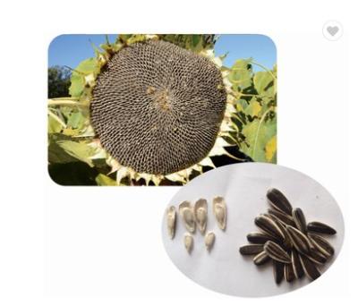 China Dried Kernels Sunflower Seeds Best Quality Cheap Xinjiang Roasted Sunflower Kernels Sunflower Seeds for sale