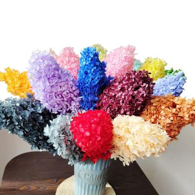 China Yunnan natural touch preserved real hydrangea forever preserved flowers preserved hydrangea for decoration for sale