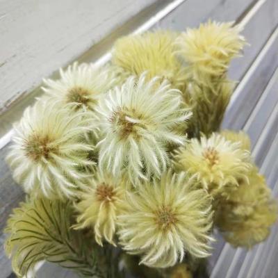 China Wholesale high quality natural preserved flowers clematis flowers event decoration for home decoration for sale