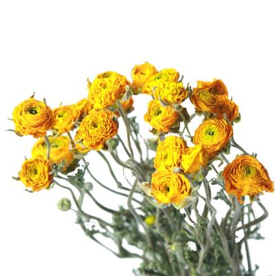 China Beautiful INS Colorful Hot Sale Dried Natural Dried Flowers Ranunculus Asiaticus Peony Flowers For Flower Arrangement for sale