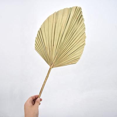 China Environmental Friendly Wholesale Natural Reserved Dried Palm Leaves Wedding Decoration Dried Leaf Branches for sale