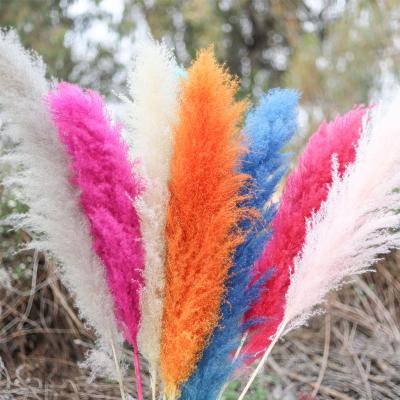 China 2021 Hot Selling Natural Touch Dried Natural Pampas Grass For Decoration Pampas Grass for sale