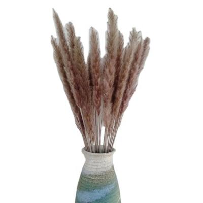 China Wholesale Natural Touch Reed Sticks For Home Decoration Pampas Grass Dry Feathers Thatch Dry Pampas Grass for sale