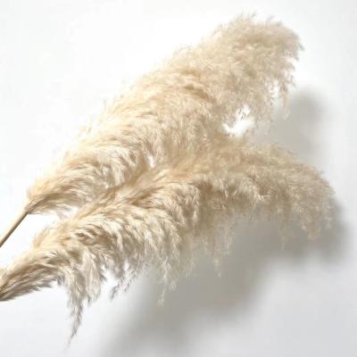 China Wholesale natural hot white beige rose large custom reeds fluffy dry touch sale flowers dried pampas grass for decoration for sale